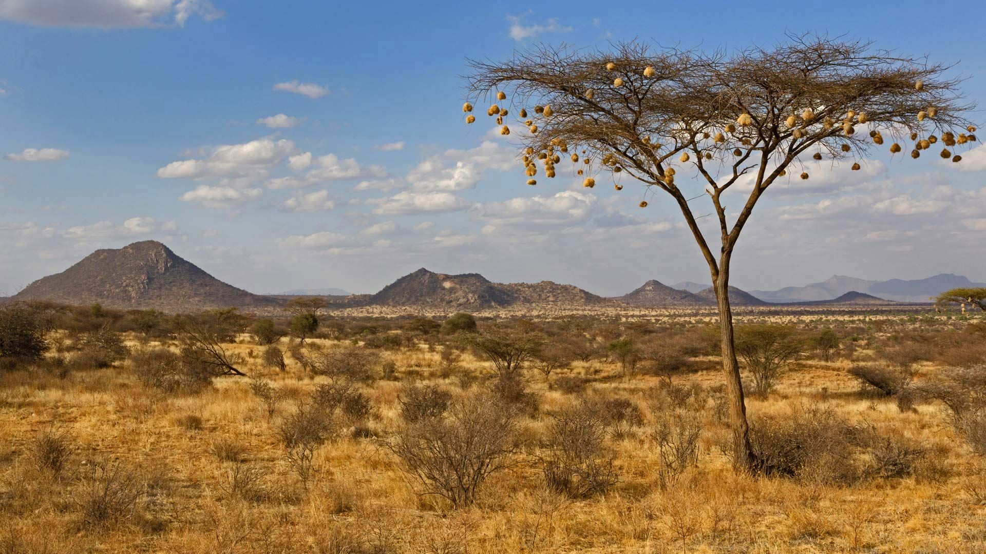 アカシアとハタオリドリの巣 ケニア サンブル国立保護区 Bing Gallery