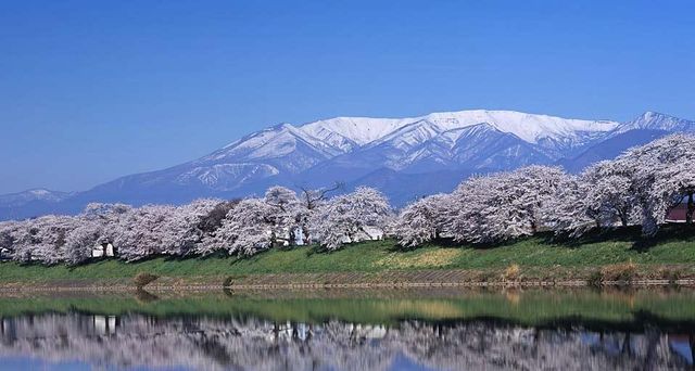 ｢一目千本桜｣宮城, 大河原町