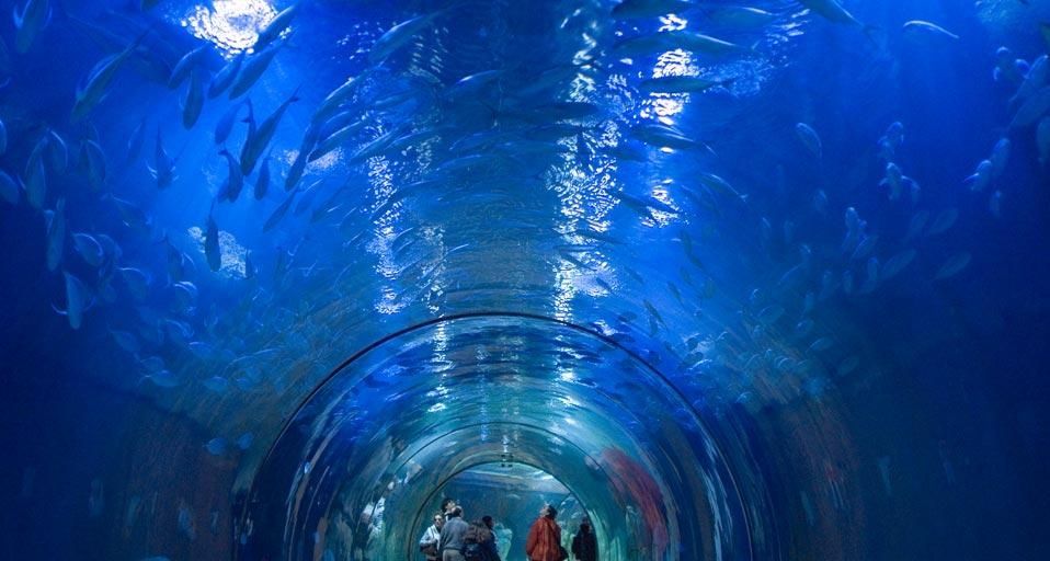 Aquarium in the Oceanografic Park of Valencia, Spain
