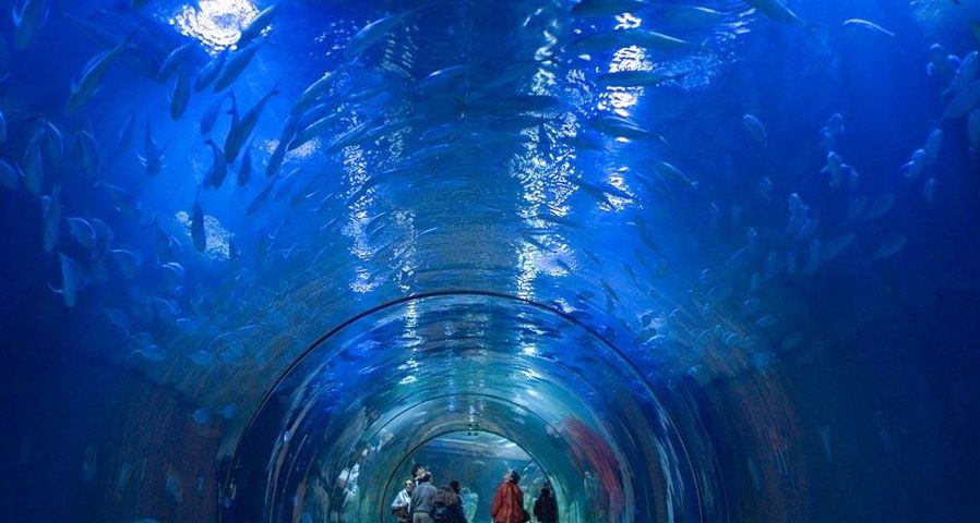 Aquarium in the Oceanografic Park of Valencia, Spain