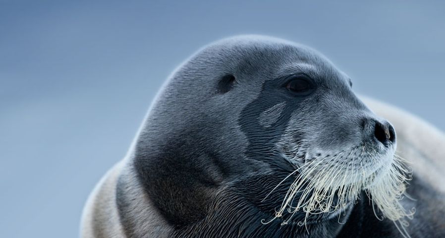 Bearded Seal on an iceberg, Svalbard, Norway