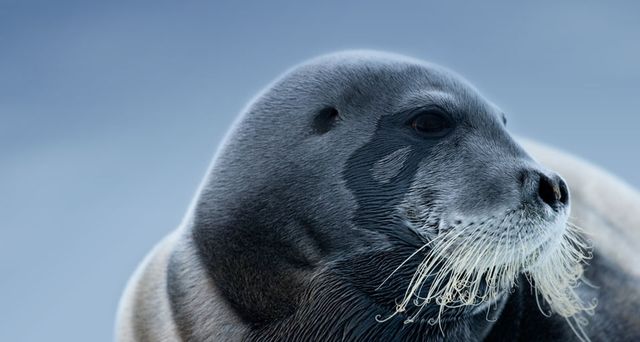 ｢アゴヒゲアザラシ｣ノルウェー, スヴァールバル諸島 ©