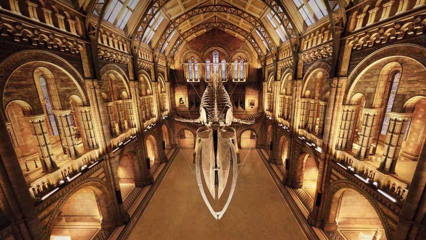 'Hope' the blue whale skeleton at the Natural History Museum, London 