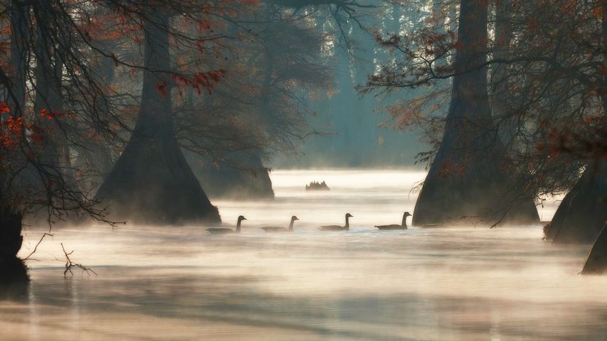 Canada geese in Hills Lake, Pulaski County, Arkansas