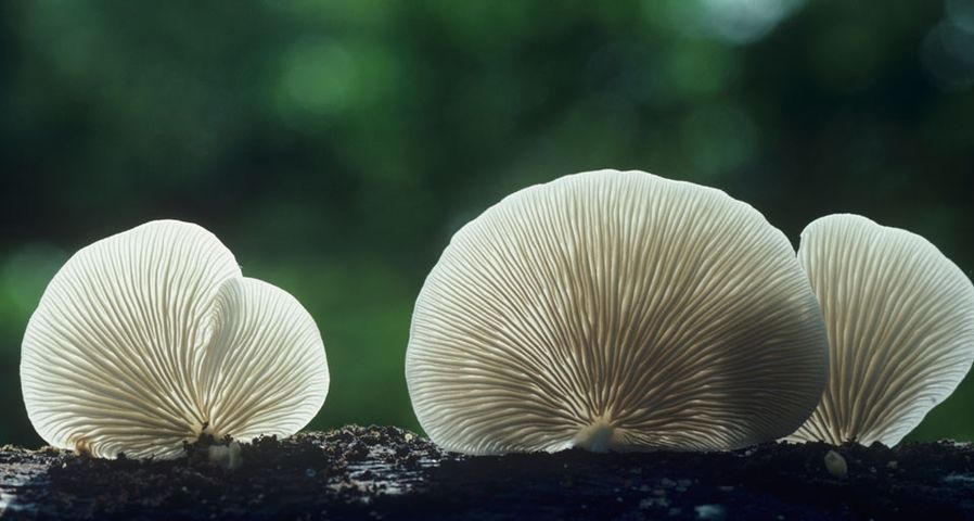 Flat crepe mushrooms