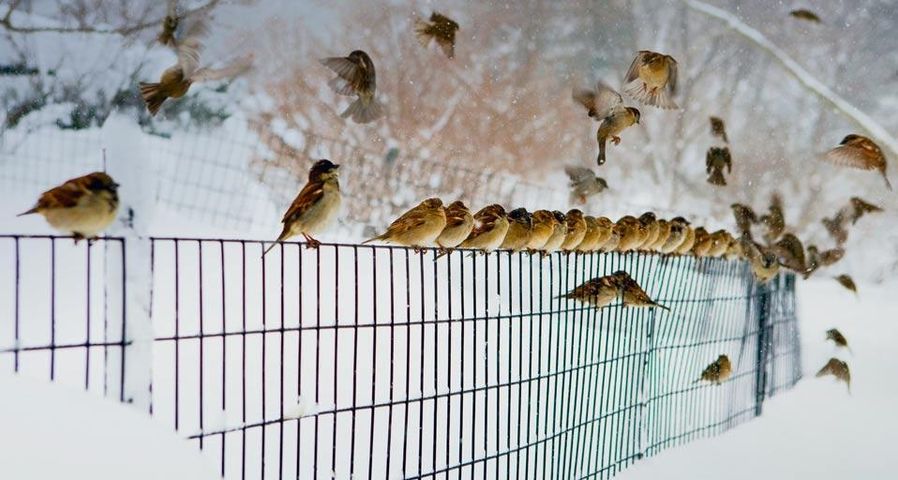 Birds landing and lifting off a snowy fence in New York City