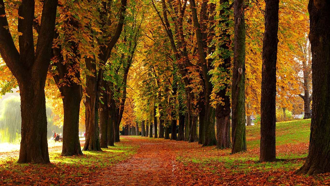 Kastanien-Allee im Herbst, Stuttgart, Deutschland | Peapix