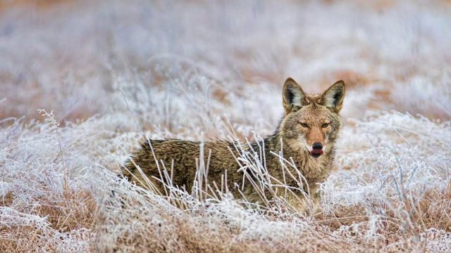 Coyote in Marymoor Park, Redmond, Washington