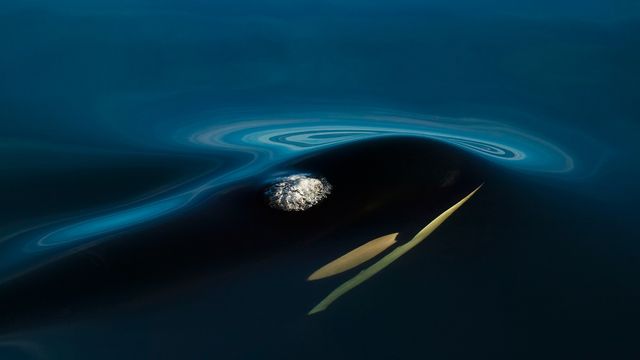 Killer Whale (Orcinus orca) off Northern Vancouver Island, B.C. 