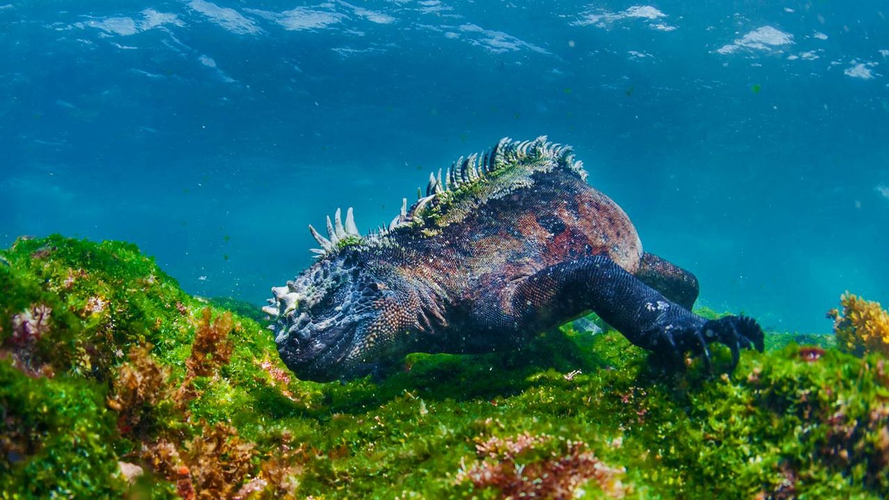 Iguane marin des Galápagos au large de l’île Fernandina, archipel des Galápagos, Équateur