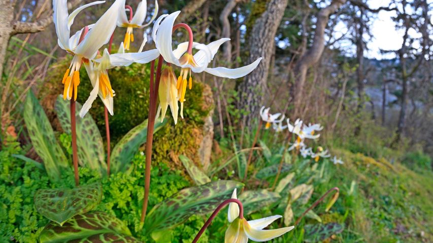 White Fawn lilies, (erythronium oregonum), Pipers Lagoon Park, Nanaimo, B.C. 
