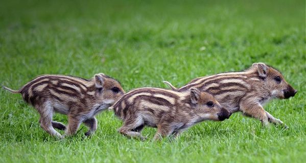 研究了几个widget工具