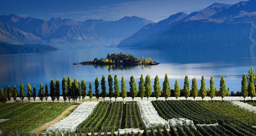 Rippon vineyards and Lake Wanaka, Central Otago, South Island, New Zealand