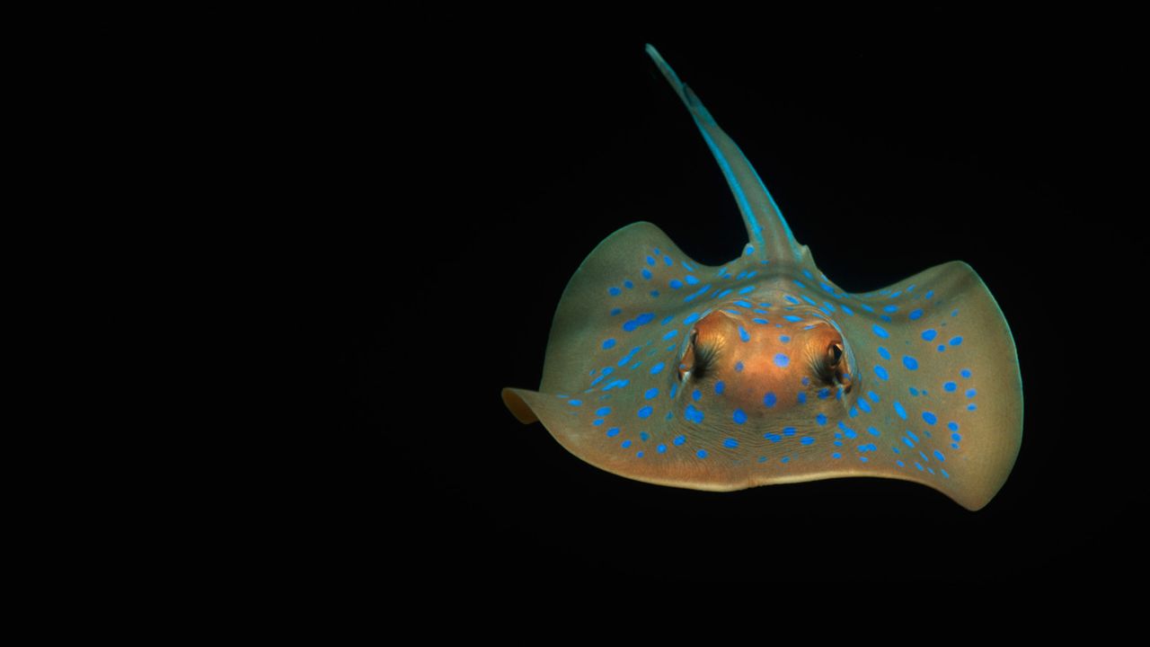 Bluespotted ribbontail ray (Taeniura lymma) in the Indian Ocean