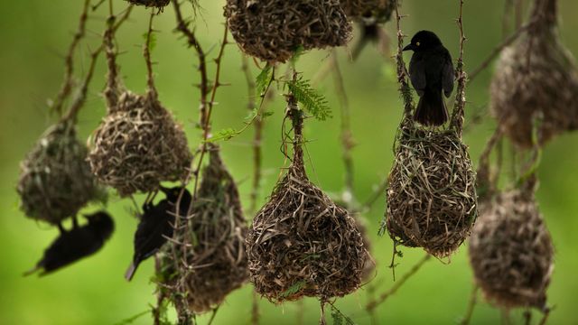 Weaver birds in Queen Elizabeth National Park, Uganda 