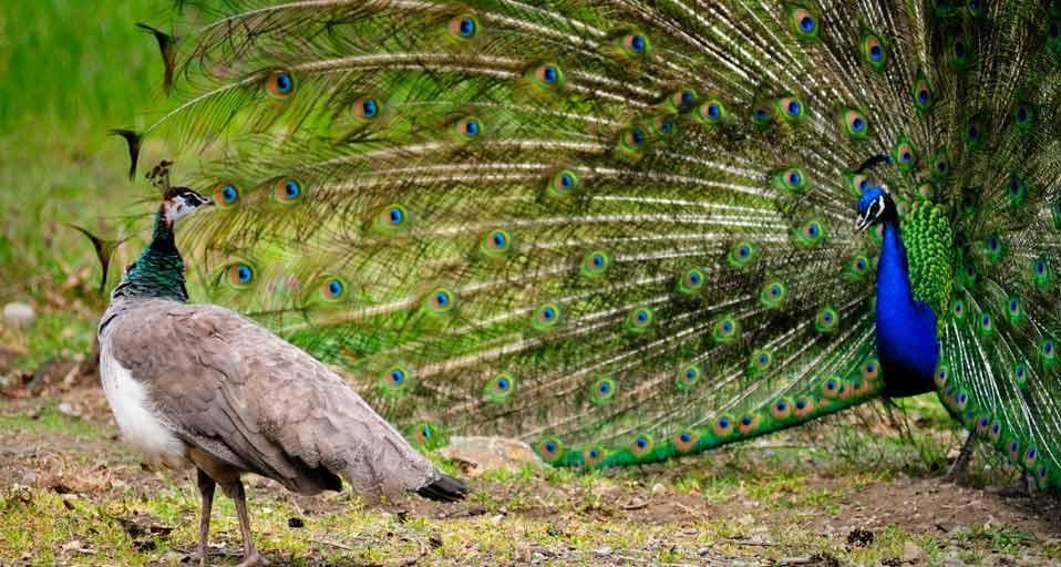 Female peahen observing a male peacock with his plumage out