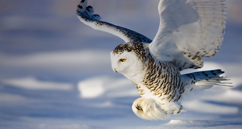 Snowy Owl in flight in Canada | Peapix