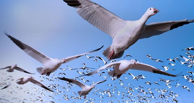 Migrating snow geese in flight near Bosque del Apache National Wildlife Refuge, New Mexico