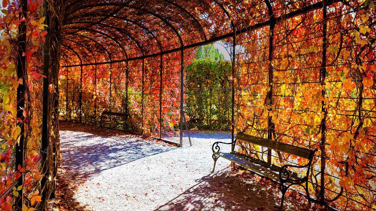 Herbstlaub, Wien, Österreich