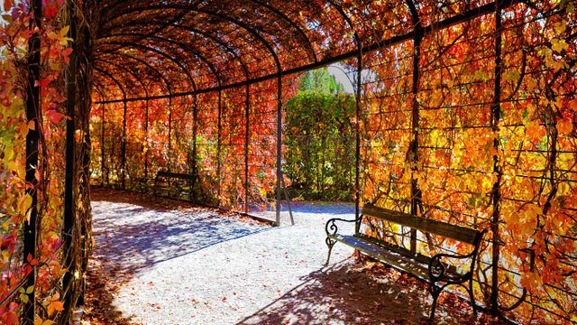 Herbstlaub, Wien, Österreich