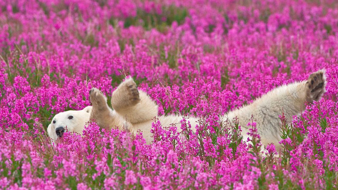 Polar bear (Nanook) playing in fireweed 