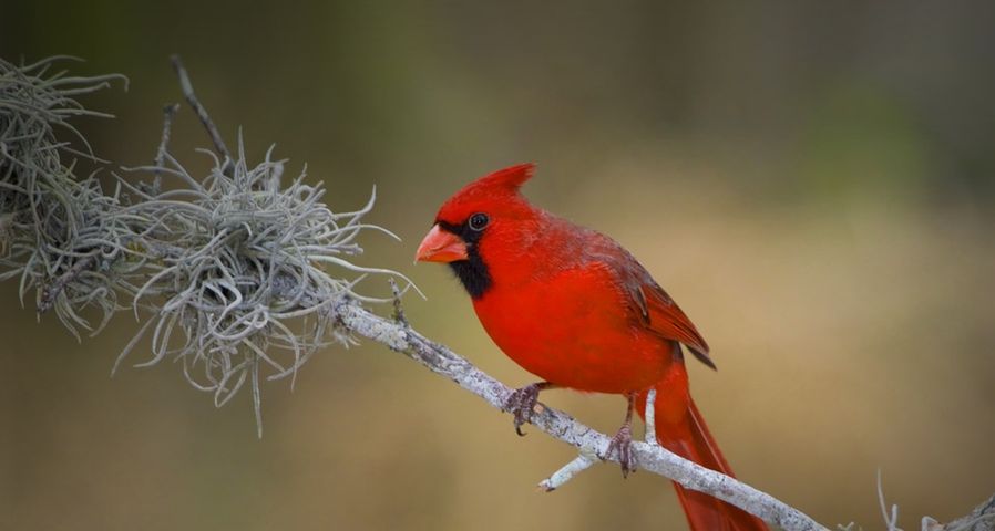 Northern Cardinal perched on a branch in the Rio Grande Valley of Texas