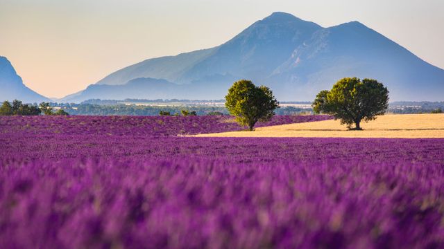 Champs de lavande sur le plateau de Valensole, Alpes-de-Haute-Provence, PACA 