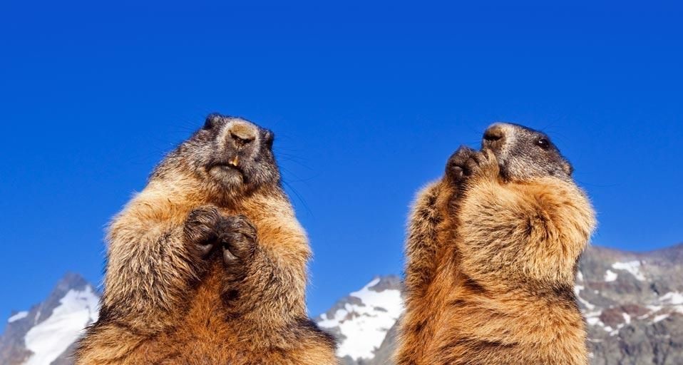 Alpine marmots