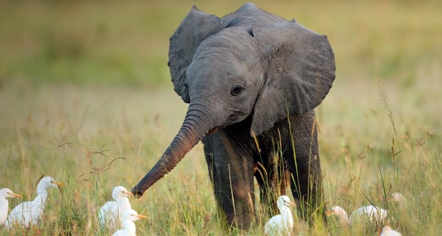 Juvenile African elephant with cattle egrets