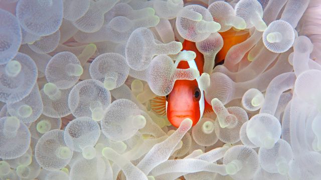 Schwarzflossen-Anemonenfisch zwischen gebleichten Seeanemonen in der Lembeh Strait, im Norden der Insel Sulawesi, Indonesien