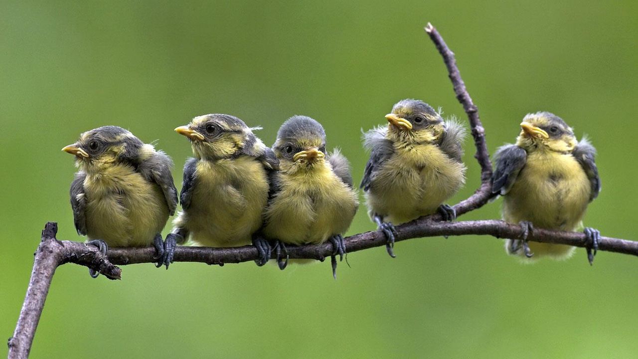 Blue tit chicks fledging on a branch
