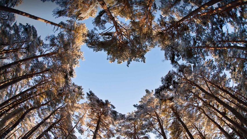 A heart-shaped opening in a canopy of Scots pines to celebrate National Tree Week