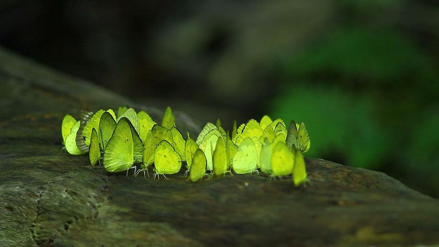 泰国岗卡章国家公园中的蝴蝶