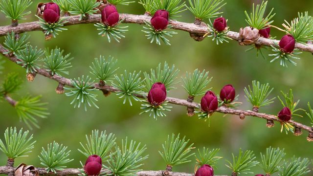Tamarack with female cones and flowers, Newfoundland