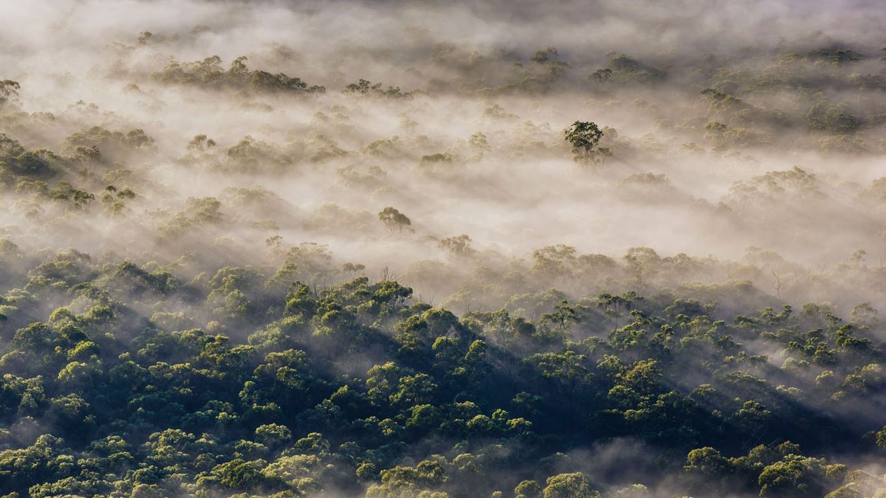 Fog in Megalong Valley, New South Wales, Australia