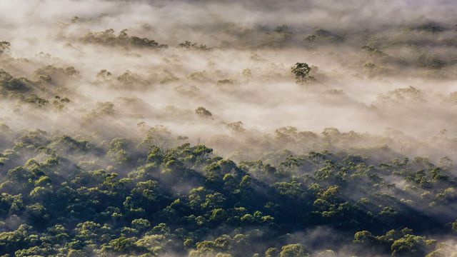 Fog in Megalong Valley, New South Wales, Australia