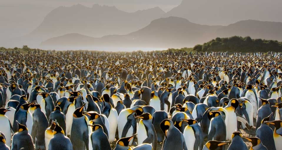 King Penguin colony on South Georgia Island