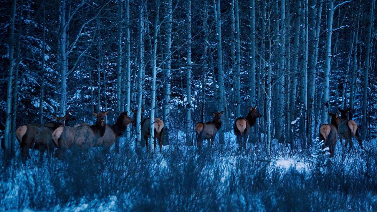 Elk near Banff National Park, Alberta, Canada
