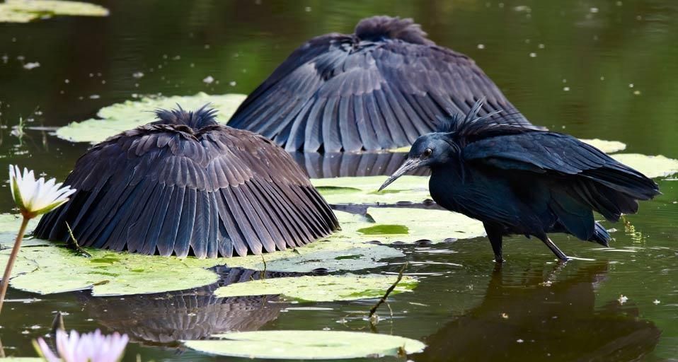 Black herons in the Moremi Game Reserve, Botswana