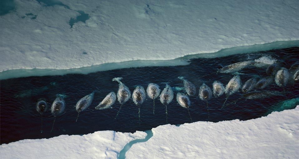 Narwhal whales group in an ice break near Baffin Island, Nunavut, Canada