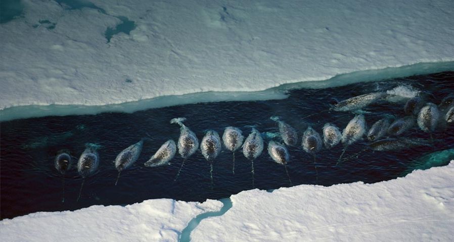 Eine Gruppe Narwale zwischen zwei großen Eisschollen in Nunavut, Kanada – Minden Pictures/Masterfile ©