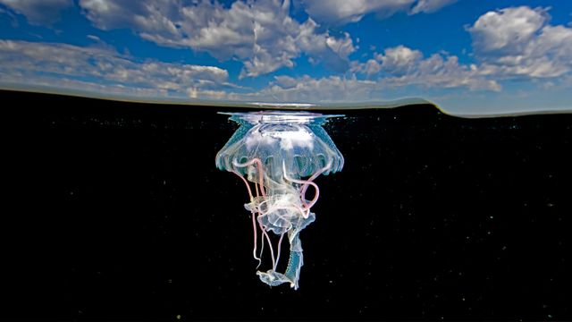Méduse Pelagia noctiluca, Zihuatanejo, Mexique