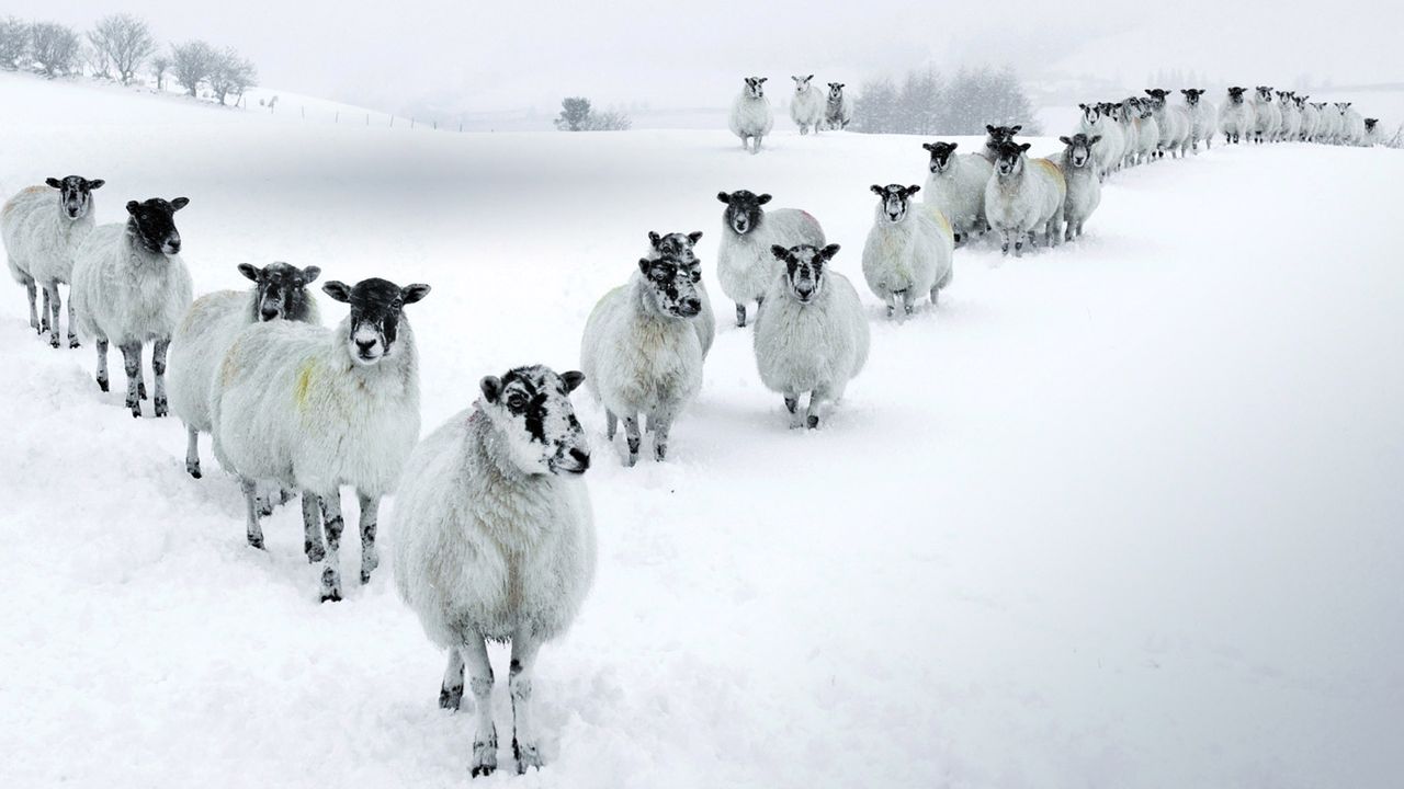 Winter Sheep in a V Formation in the Lake District