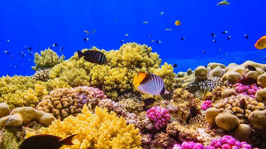 Récif corallien dans la mer Rouge au large de l’Égypte 