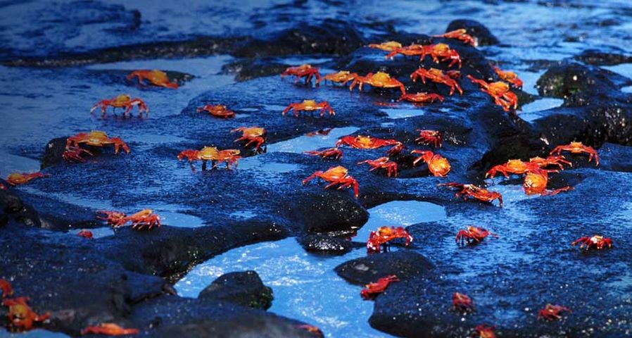 Red rock crabs