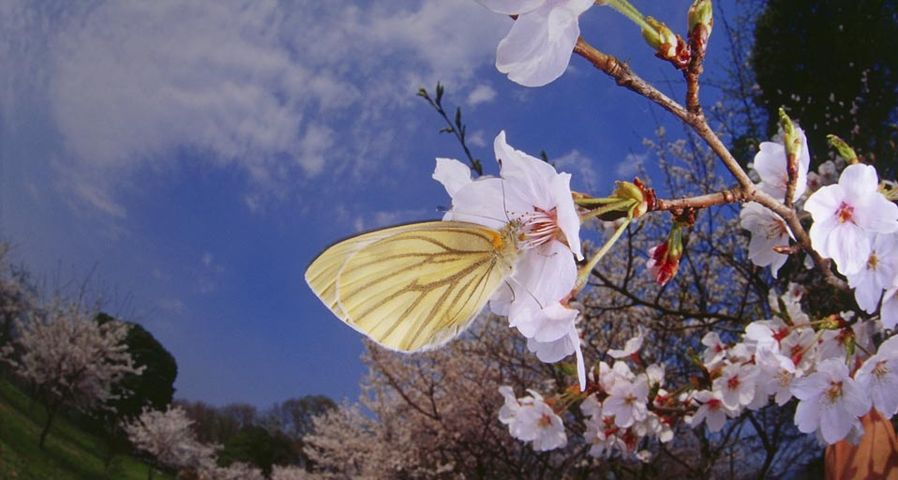 广角镜头下的“蝴蝶采花”