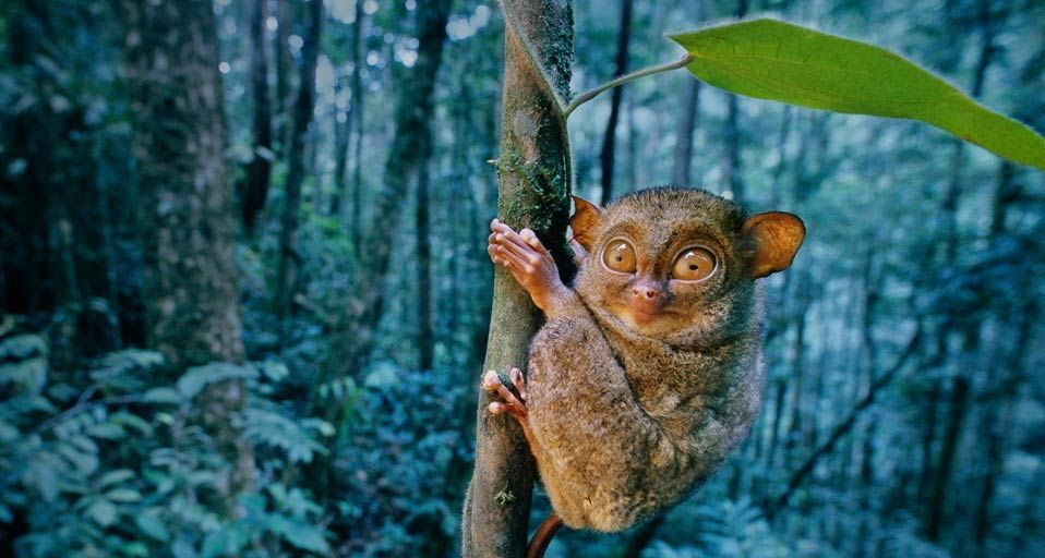 Western Tarsier clinging to tree in Sabah State, Borneo