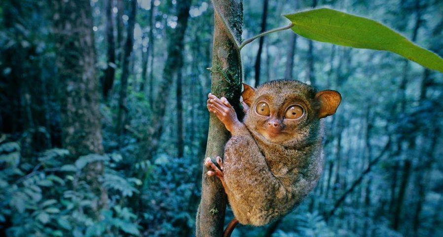 Western Tarsier clinging to a tree in Sabah State, Borneo