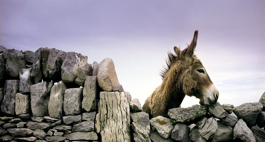 Donkey looking over an ancient rock wall in Ireland