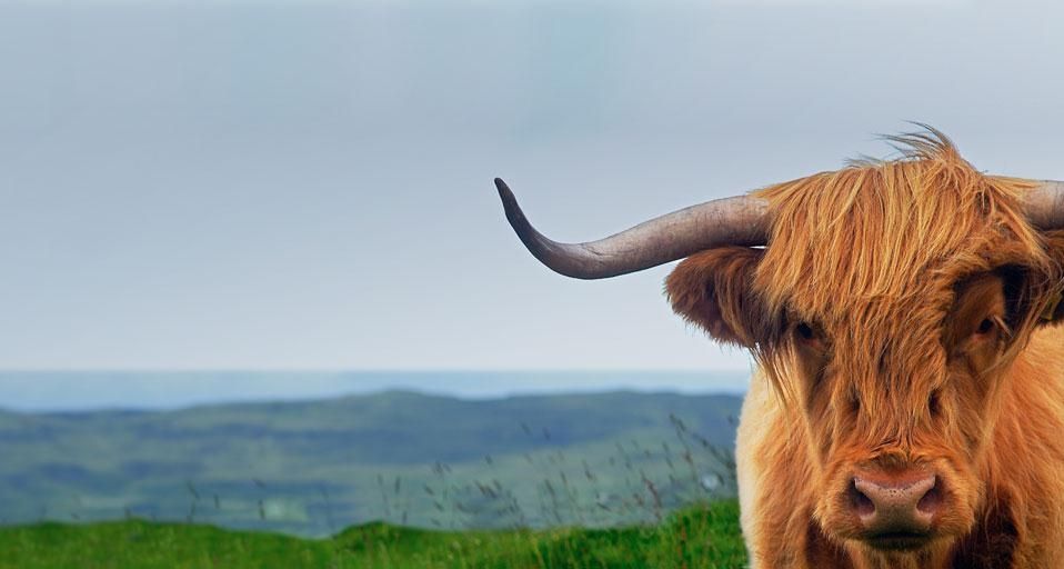 Highland cow on the Isle of Skye in Scotland, United Kingdom